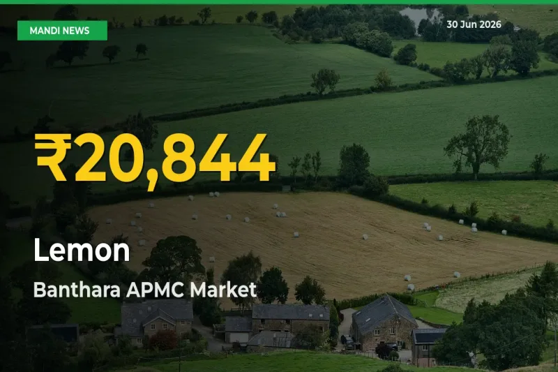 Big Jump in Lemon Prices! Banthara APMC Records New Peak Today
