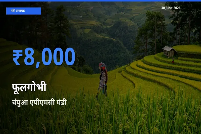 चंपुआ एपीएमसी मंडी में आज फूलगोभी के सबसे ऊँचे दाम दर्ज