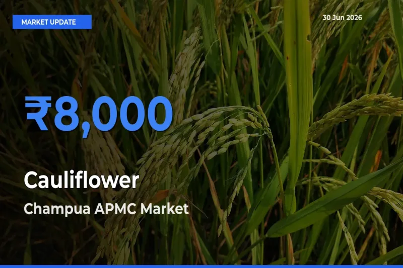 Champua APMC Tops Cauliflower Mandi Rates Today