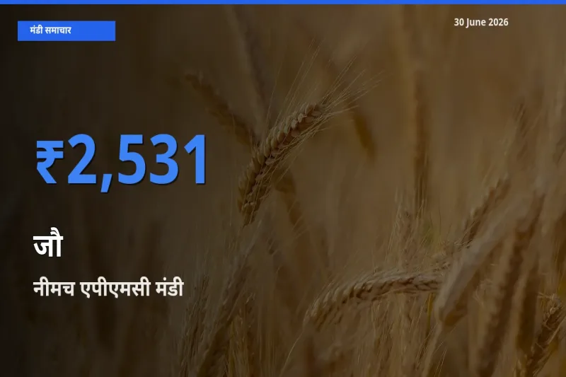 आज जौ के सबसे ज़्यादा दाम नीमच एपीएमसी मंडी में दर्ज