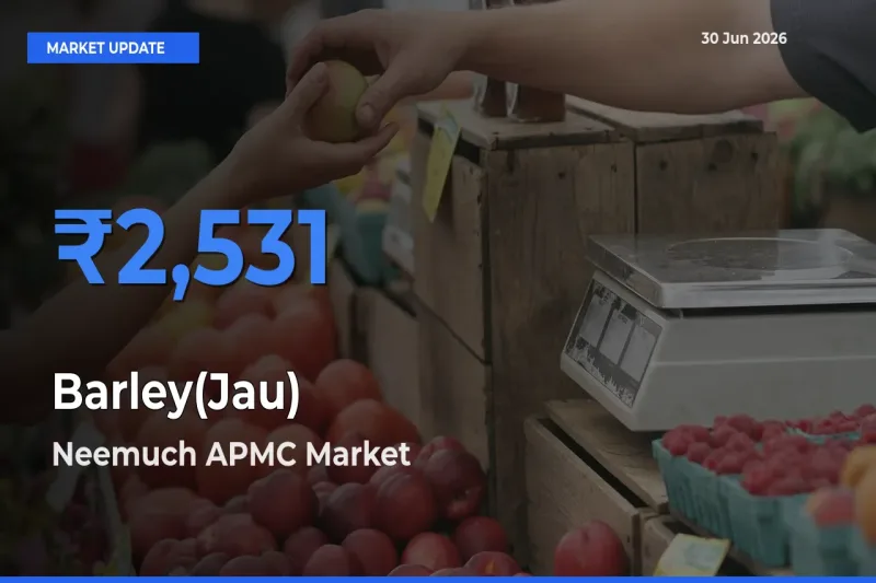 Neemuch APMC Emerges as Top Mandi for Barley(Jau) Prices Today
