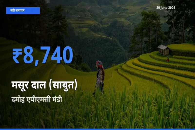 दमोह एपीएमसी मंडी में आज मसूर दाल (साबुत) के सबसे ऊँचे दाम दर्ज