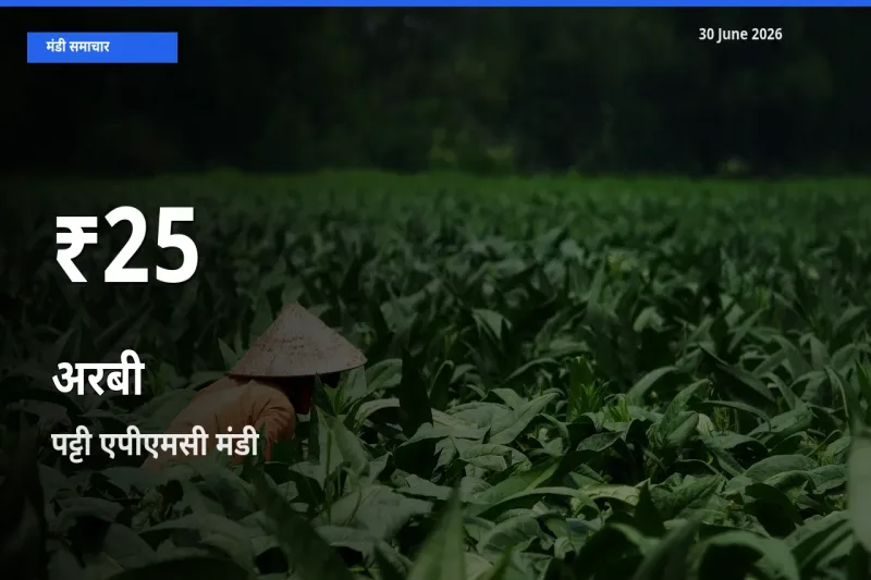 रिकॉर्ड गिरावट नहीं, लेकिन 30 दिन का न्यूनतम! पट्टी एपीएमसी में अरबी के दाम फिसले