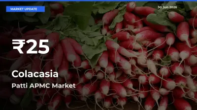 Sharp Fall! Colacasia Prices Drop to 30-Day Low in Patti APMC
