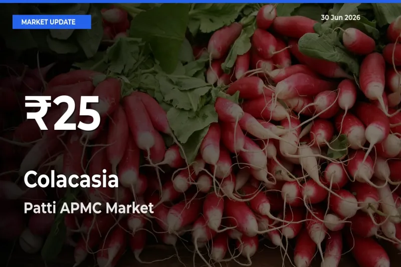 Sharp Fall! Colacasia Prices Drop to 30-Day Low in Patti APMC