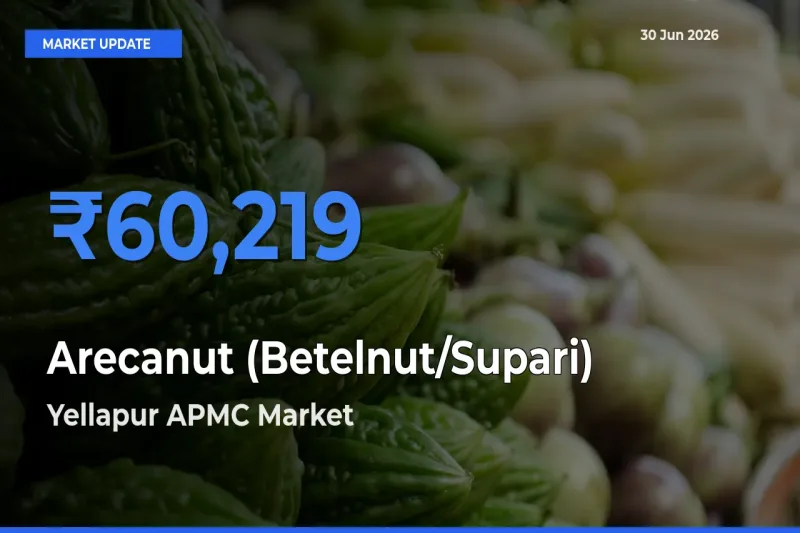 Yellapur APMC Tops Arecanut (Betelnut/Supari) Rates – June 30 Market Update