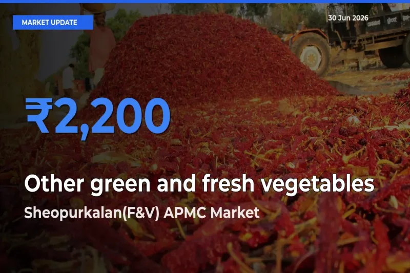 Sheopurkalan(F&V) APMC Records Highest ₹2,200 Rate for Other green and fresh vegetables