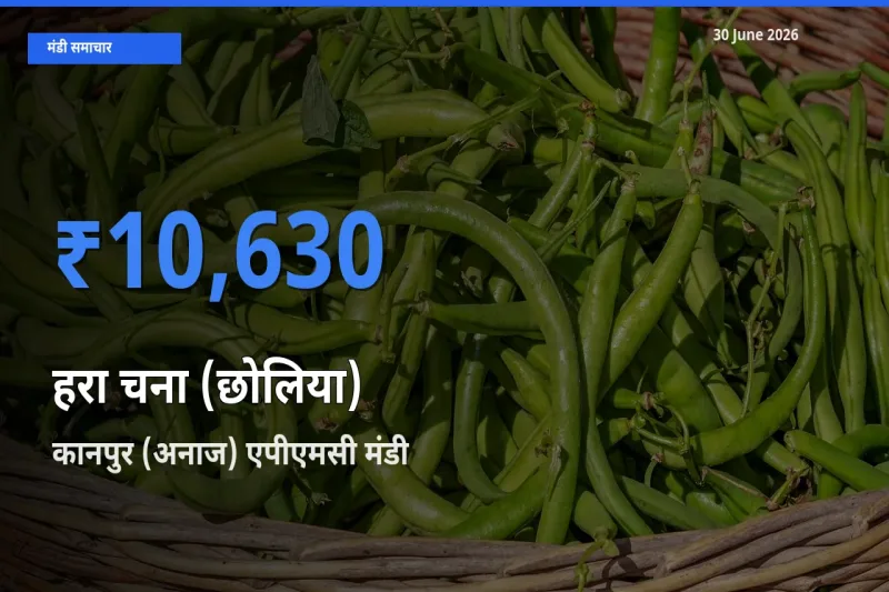 आज हरा चना (छोलिया) के सबसे ऊँचे दाम ₹10,630 कानपुर (अनाज) एपीएमसी मंडी में
