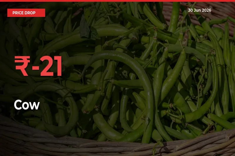Cow Falls 21.05% at Mandis