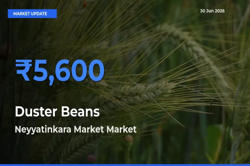 Top Performer! Neyyatinkara Market Offers Best Duster Beans Price Today