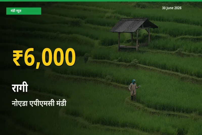 30 दिनों में सबसे ऊँचे स्तर पर रागी के दाम, नोएडा एपीएमसी में उछाल