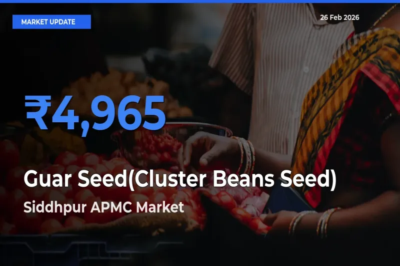 Siddhpur APMC Offers ₹4,965 – Highest Guar Seed(Cluster Beans Seed) Rate Today