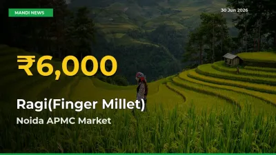 Ragi(Finger Millet) Price Hits New High in Noida APMC Today – Check Latest Mandi Rates