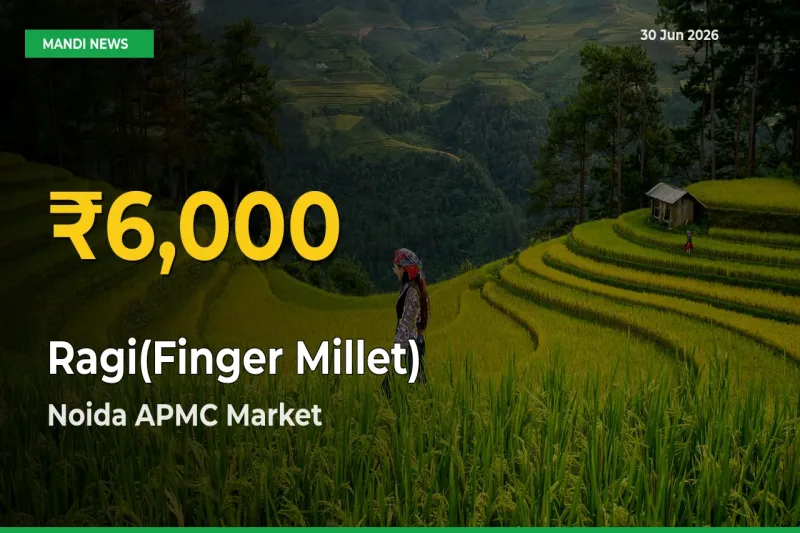 Ragi(Finger Millet) Price Hits New High in Noida APMC Today – Check Latest Mandi Rates