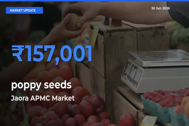 Jaora APMC Offers ₹157,001 – Highest poppy seeds Rate Today