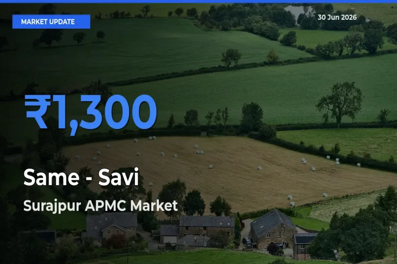 Surajpur APMC Records Highest ₹1,300 Rate for Same - Savi