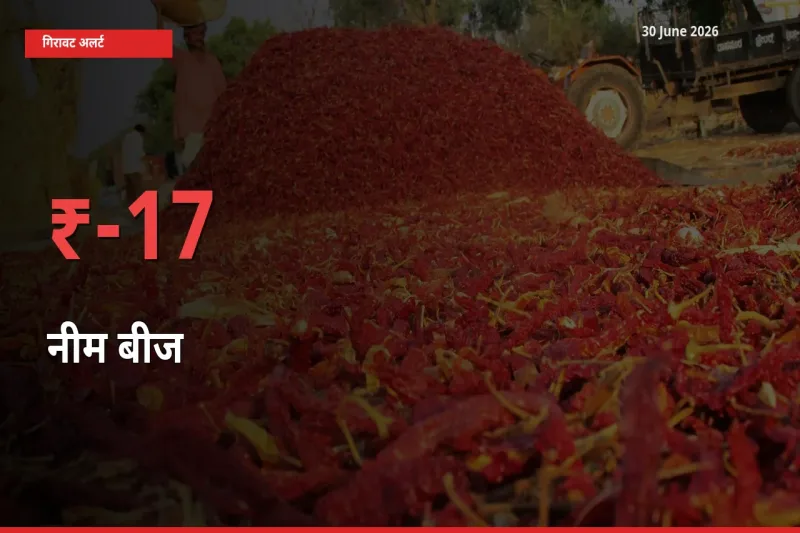 तेज़ गिरावट! मंडी में नीम बीज के दाम 16.77% लुढ़के