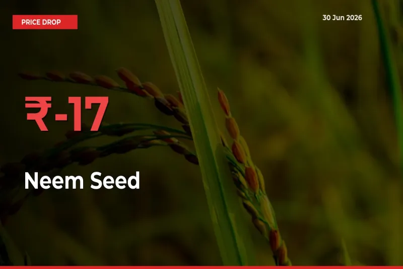 Farmers Alert as Neem Seed Prices Slide 16.77% in Local Mandis