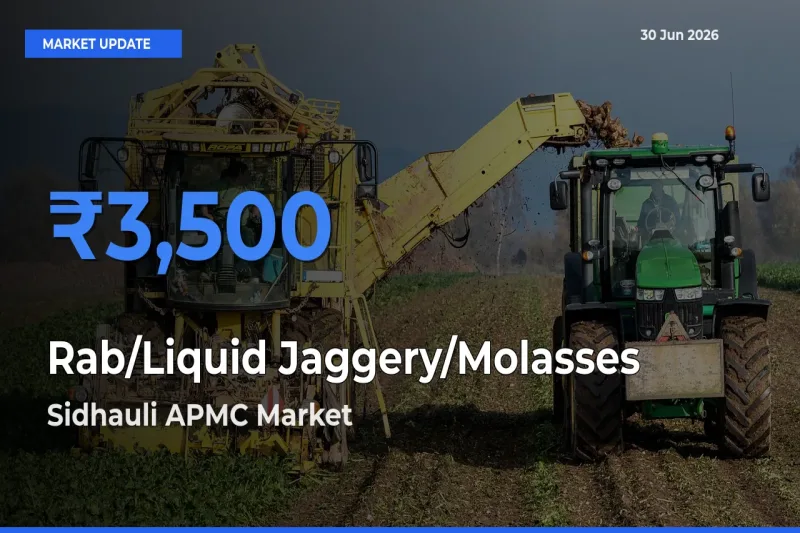 Sidhauli APMC Tops Rab/Liquid Jaggery/Molasses Rates – June 30 Market Update