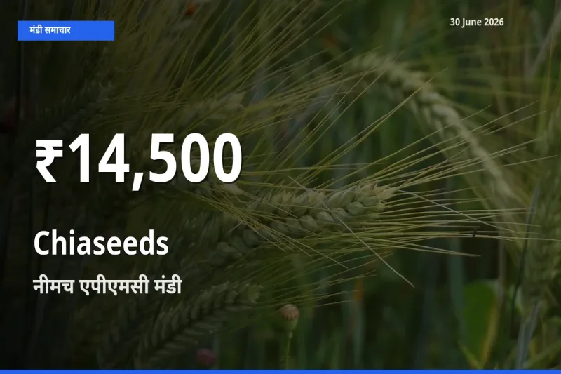 तेज़ गिरावट! नीमच एपीएमसी में Chiaseeds के दाम 30 दिन के निचले स्तर पर