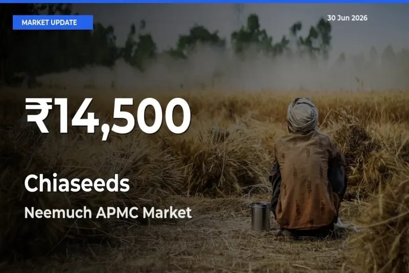 Chiaseeds Prices Touch 30-Day Low in Neemuch APMC – June 30 Update