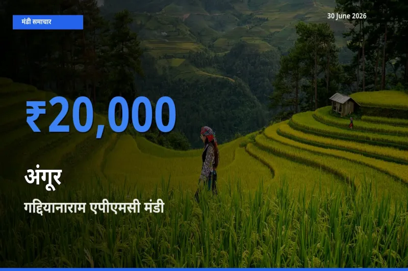 आज का मंडी भाव: अंगूर के सबसे ज़्यादा दाम गद्दियानाराम एपीएमसी में