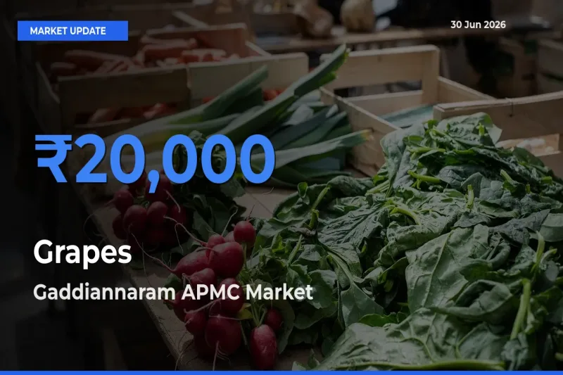 Gaddiannaram APMC Records Highest ₹20,000 Rate for Grapes
