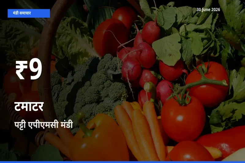 तेज़ गिरावट! पट्टी एपीएमसी में टमाटर के दाम 30 दिन के निचले स्तर पर