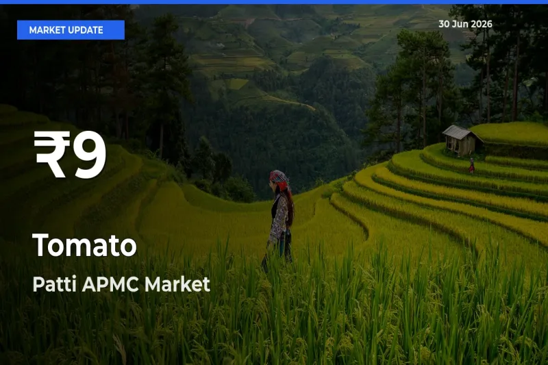 Tomato Falls to ₹9 in Patti APMC – 30-Day Lowest Rate