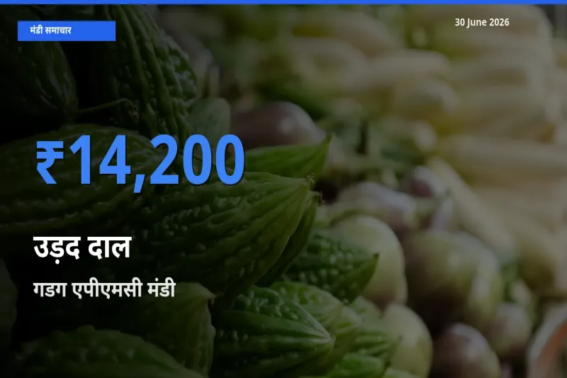 गडग एपीएमसी में उड़द दाल का आज सबसे ऊँचा भाव