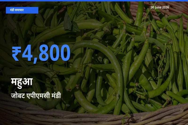 आज महुआ के सबसे ऊँचे दाम ₹4,800 जोबट एपीएमसी मंडी में