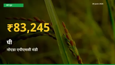 आज का मंडी भाव: नोएडा एपीएमसी में घी सबसे ऊँचे स्तर पर