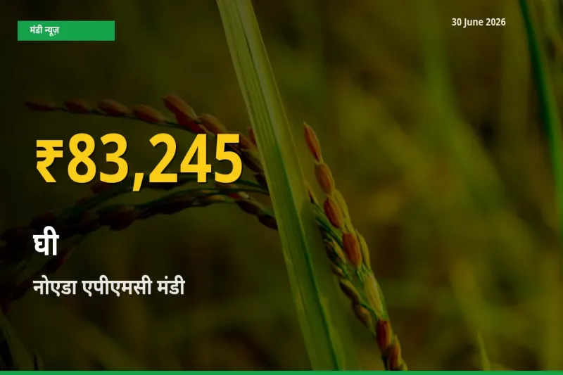 आज का मंडी भाव: नोएडा एपीएमसी में घी सबसे ऊँचे स्तर पर
