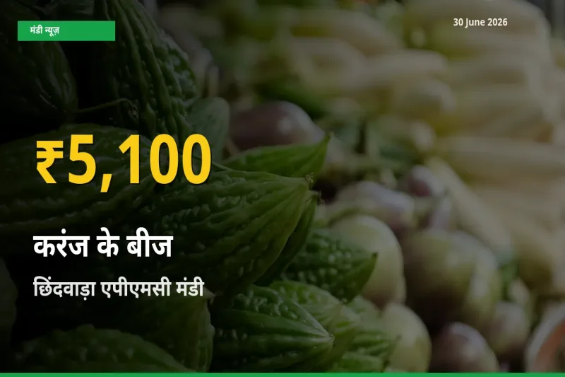 करंज के बीज के दामों में रिकॉर्ड तेज़ी, छिंदवाड़ा एपीएमसी