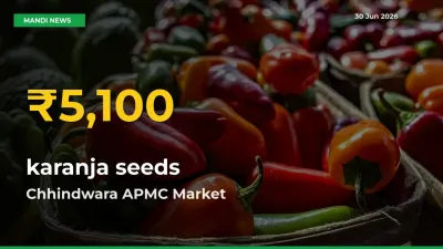 karanja seeds Price Rally Continues – Chhindwara APMC Hits Fresh High Today