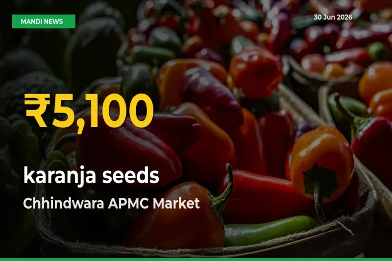 karanja seeds Price Rally Continues – Chhindwara APMC Hits Fresh High Today