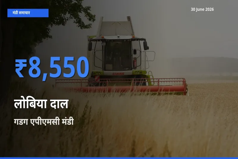 टॉप मंडी बना गडग एपीएमसी! लोबिया दाल के सबसे ऊँचे दाम यहीं दर्ज