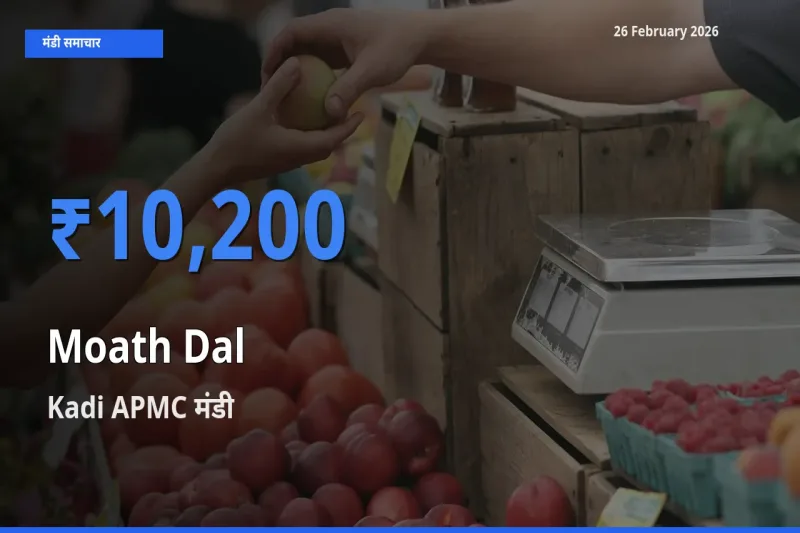 टॉप मंडी बना Kadi APMC! Moath Dal के सबसे ऊँचे दाम यहीं दर्ज