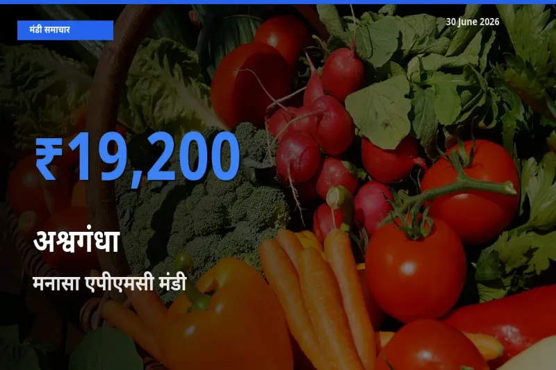 टॉप मंडी बना मनासा एपीएमसी! अश्वगंधा के सबसे ऊँचे दाम यहीं दर्ज