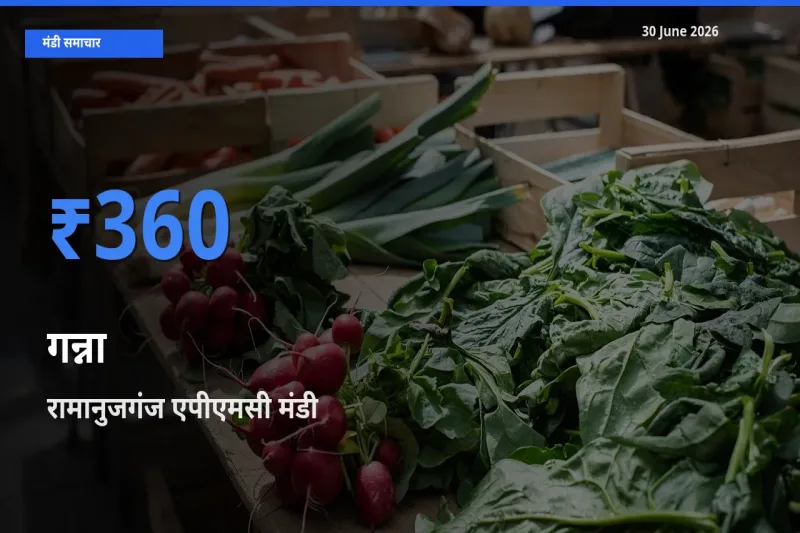 आज गन्ना के सबसे ऊँचे दाम ₹360 रामानुजगंज एपीएमसी मंडी में