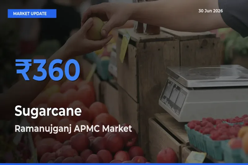 Farmers Prefer Ramanujganj APMC as Sugarcane Hits Highest Rate