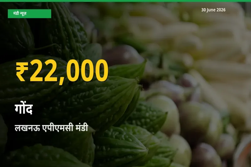 रिकॉर्ड तेज़ी! लखनऊ एपीएमसी में गोंद ₹22,000 पर पहुँचा