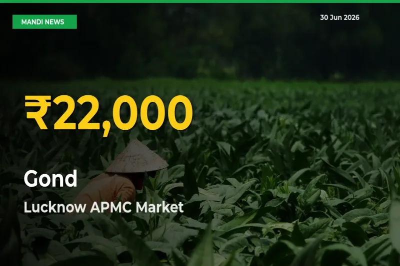 Why Gond Prices Are Climbing in Lucknow APMC – Today’s New High Explained