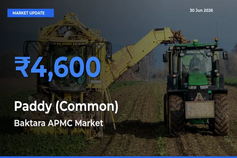 Baktara APMC Records Highest ₹4,600 Rate for Paddy (Common)