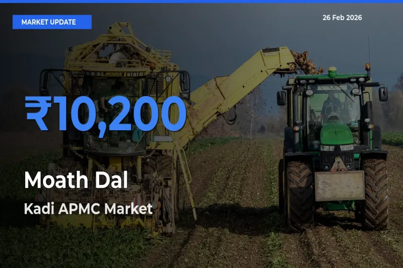 Top Performer! Kadi APMC Offers Best Moath Dal Price Today