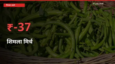 01 July अपडेट: शिमला मिर्च के दाम मंडी में 36.51% गिरे