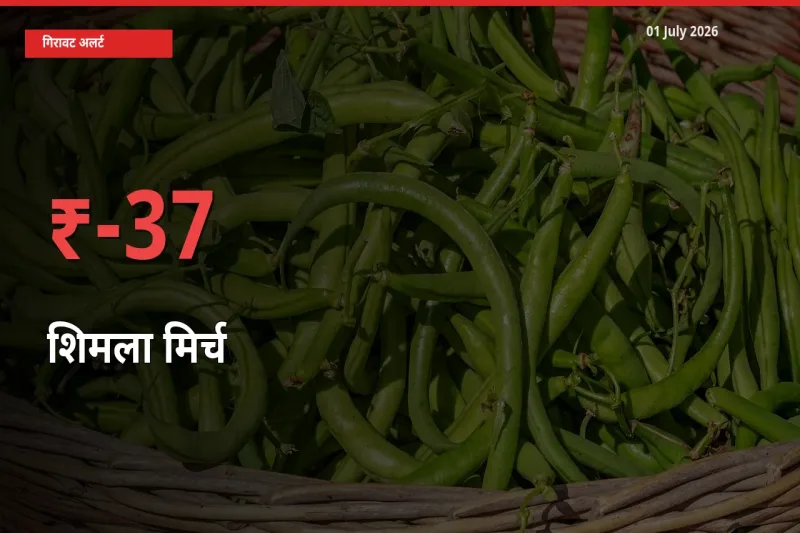 01 July अपडेट: शिमला मिर्च के दाम मंडी में 36.51% गिरे