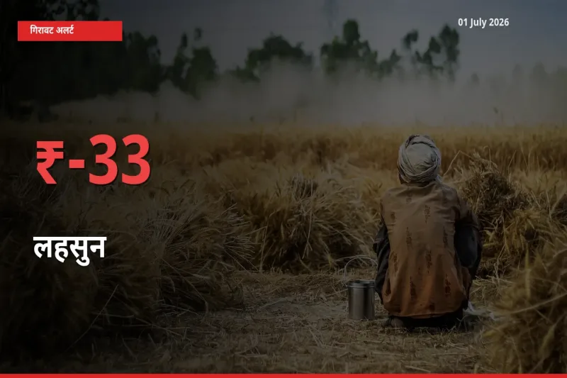 अचानक झटका! मंडी में लहसुन के दाम 32.54% टूटे