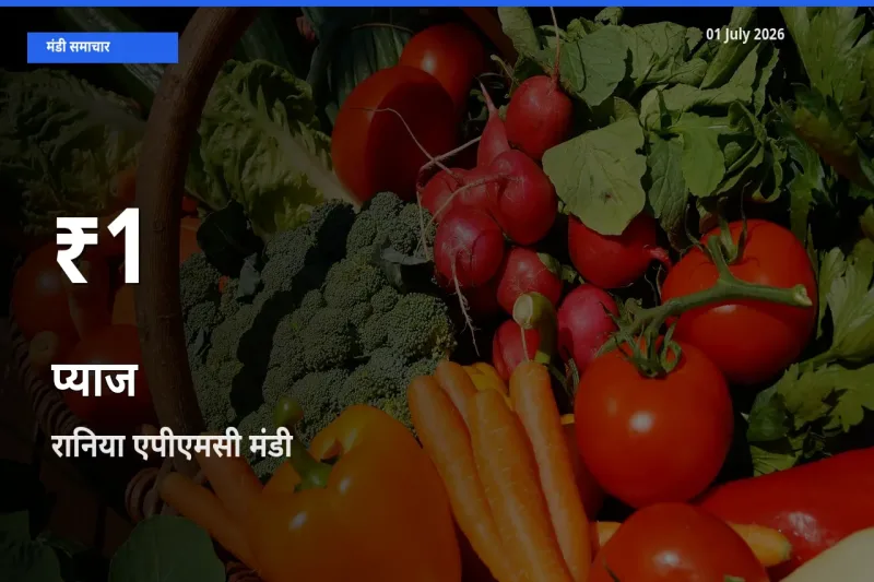 रानिया एपीएमसी में प्याज के दाम 30 दिन के न्यूनतम स्तर पर, आज का मंडी भाव देखें