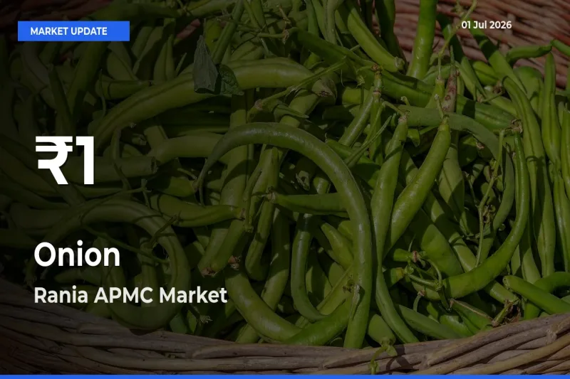 Onion Mandi Rate Today: 30-Day Low Recorded in Rania APMC